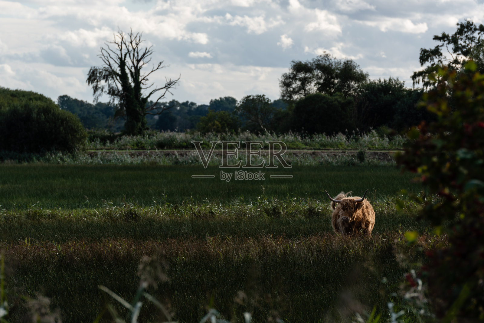 在斯特朗普肖沼泽上吃草的高地牛照片摄影图片
