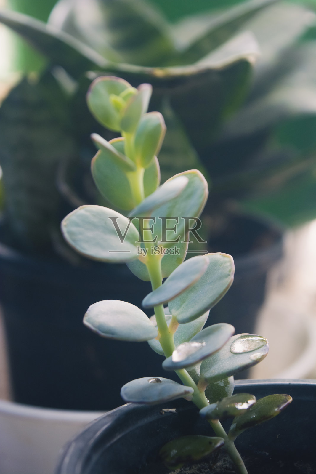 水滴在树叶上照片摄影图片