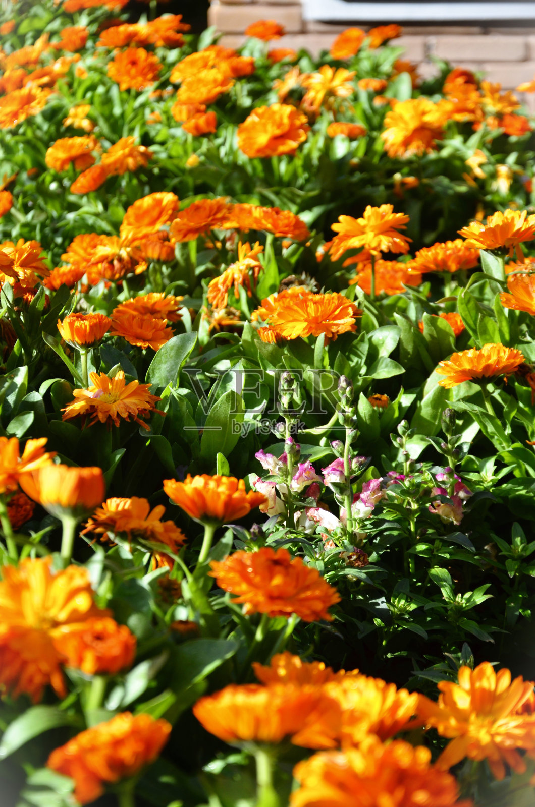 桔黄色的金盏花在花园里照片摄影图片