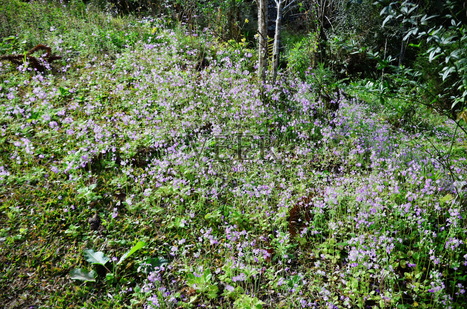 遍地都是粉红色的樱草花照片摄影图片
