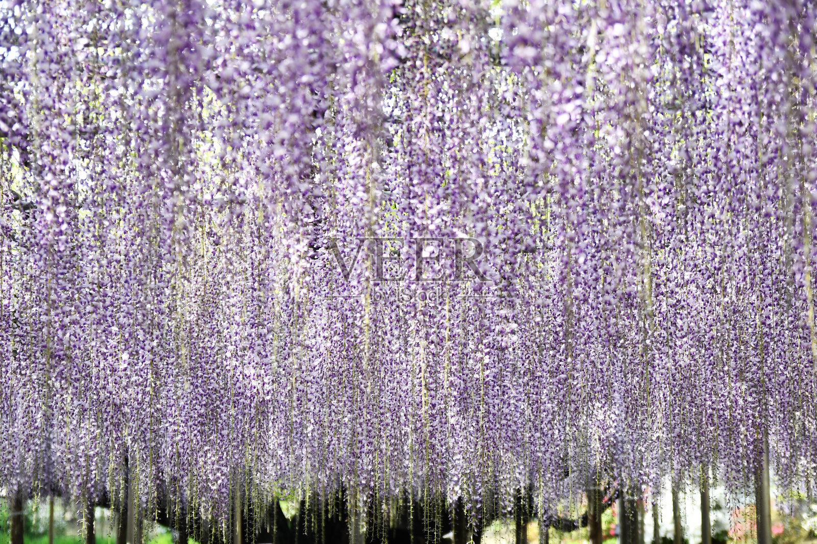 花卉公园的紫藤花照片摄影图片