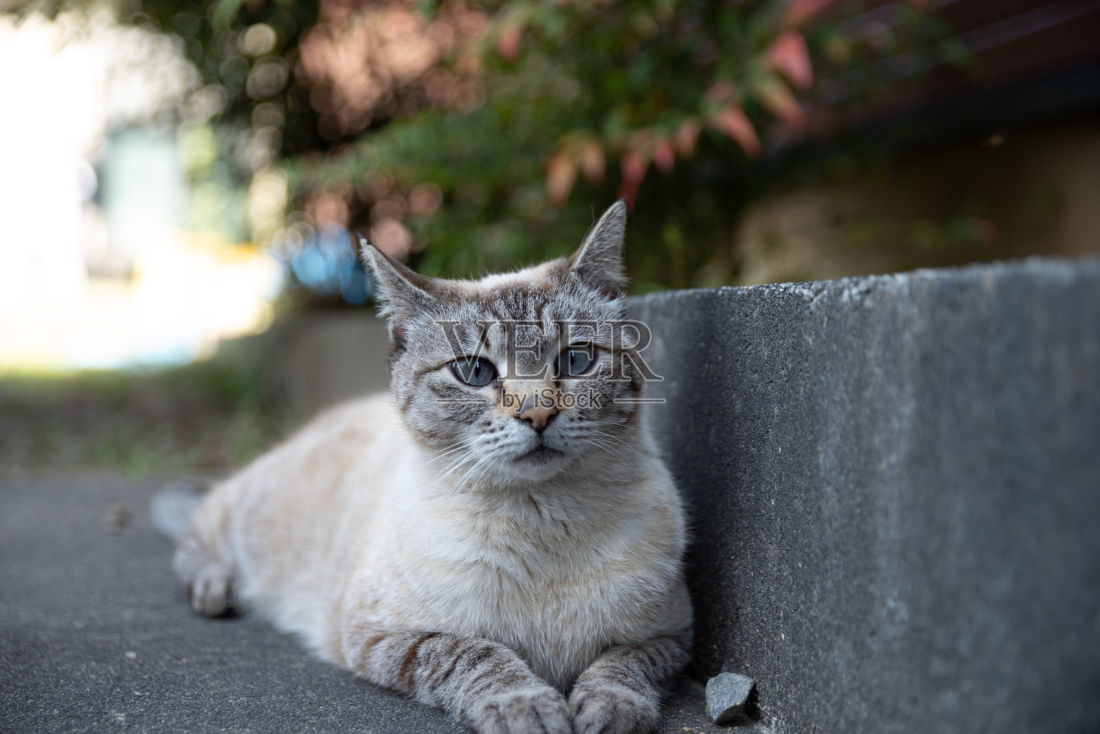 盯着猫照片摄影图片