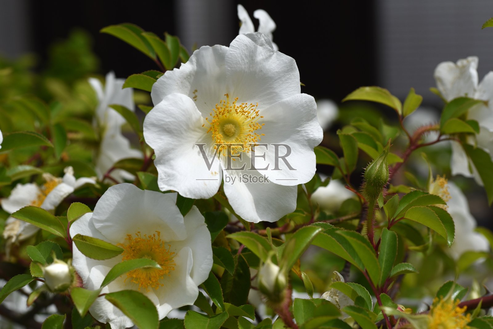 切罗基玫瑰(Rosa laevigata)花。照片摄影图片