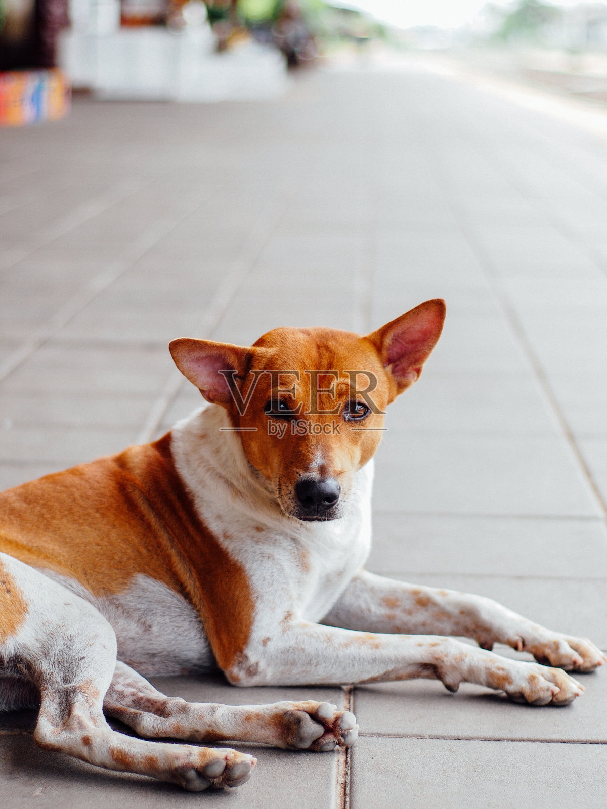 无家可归的狗照片摄影图片