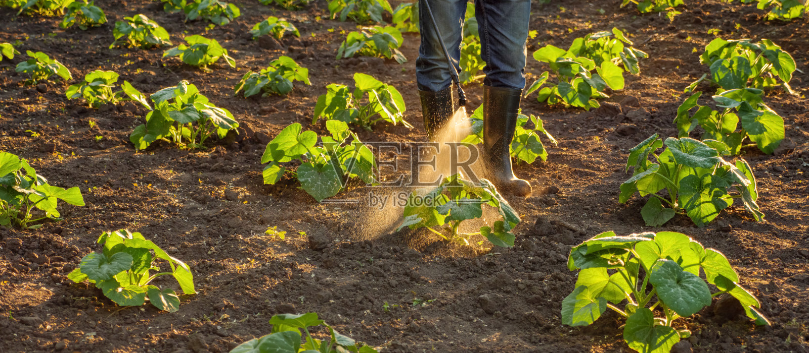 种植园田间作业农民喷洒农药喷雾器花园农场蔬菜花园喷洒作物保护植物田行。农用化肥喷洒杀虫剂。杀菌剂。除草剂照片摄影图片
