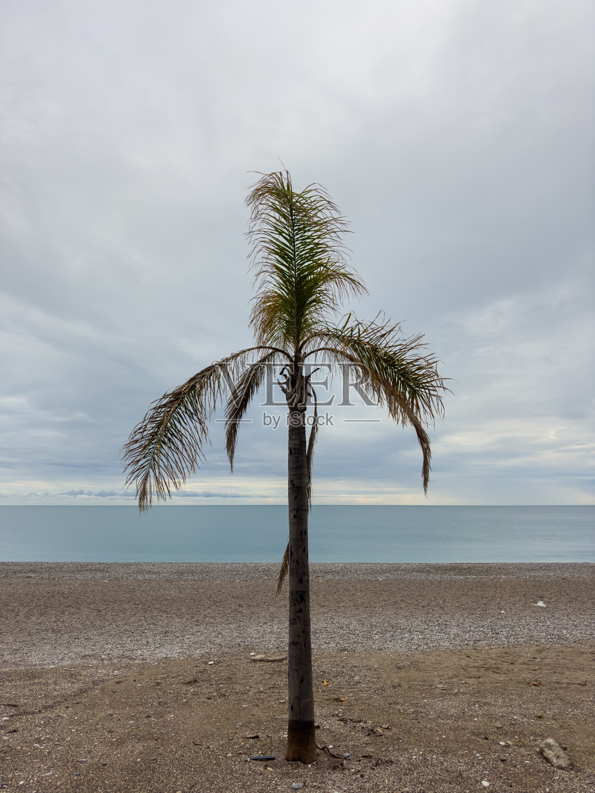 海滩上美丽的棕榈树照片摄影图片