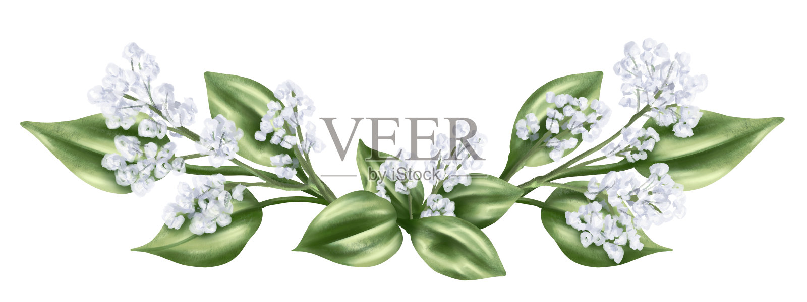 优雅的水平组成的绿叶和干燥的装饰花和水彩画风格的gypsophila。白色背景上的数字插图。用于邀请、感谢或贺卡插画图片素材