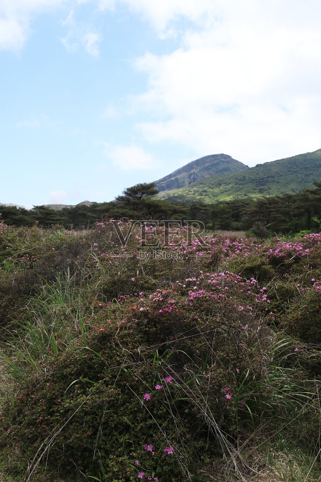 初夏的埃比诺高原风光照片摄影图片