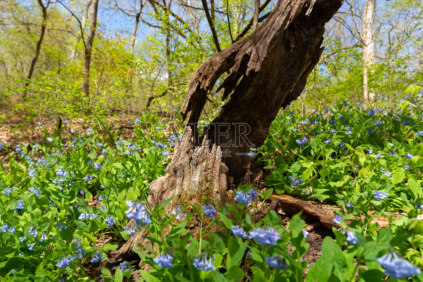 饥饿岩的春季景观。照片摄影图片