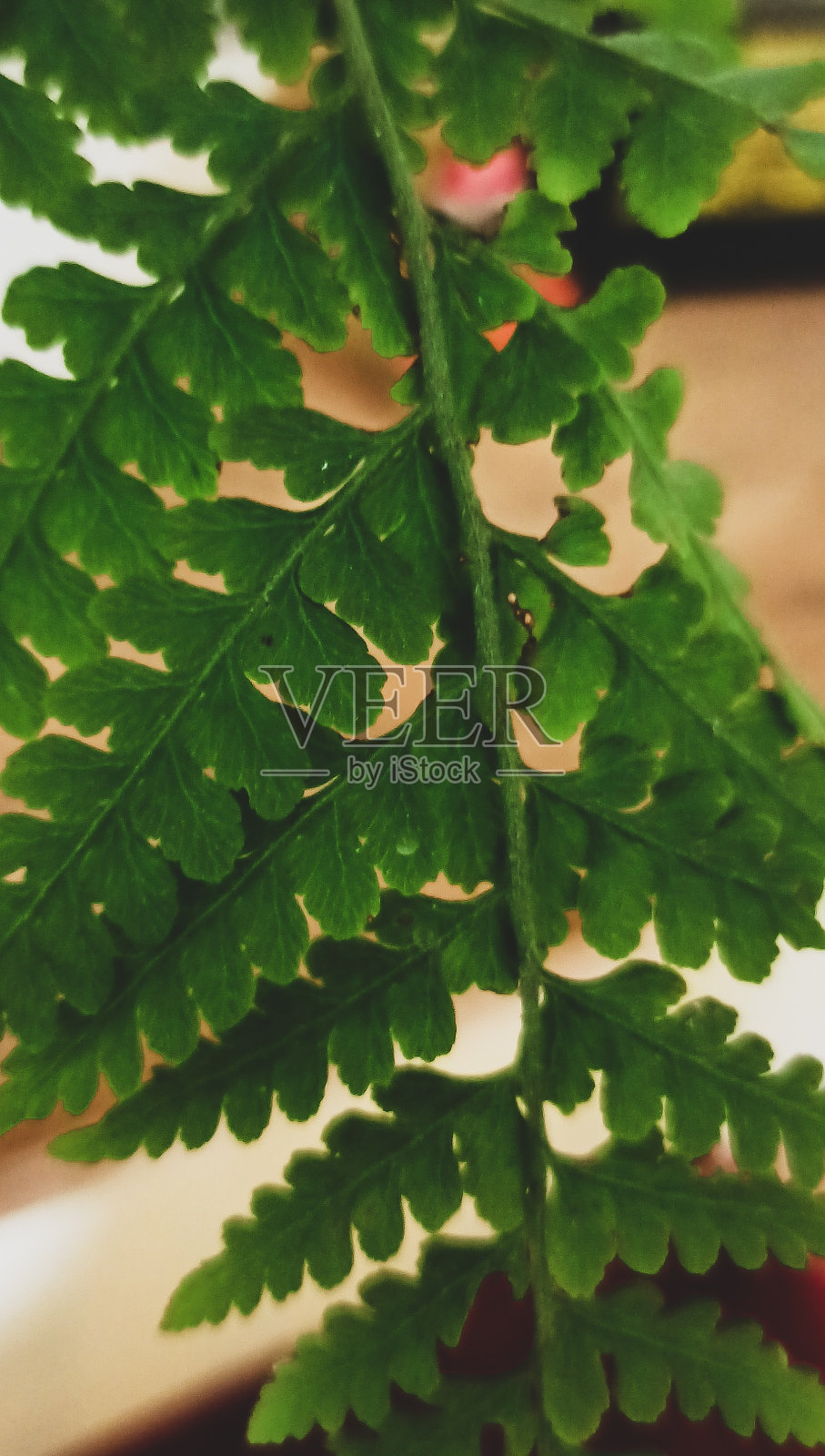 简单的绿叶照片摄影图片