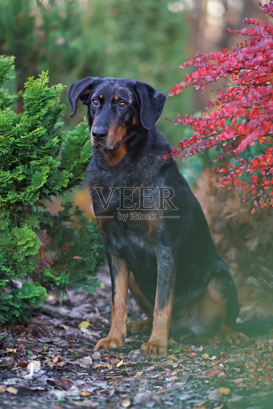 顺从的丑角狗在户外摆姿势,坐在花园里的红色灌木丛和秋天的西方土花之间照片摄影图片