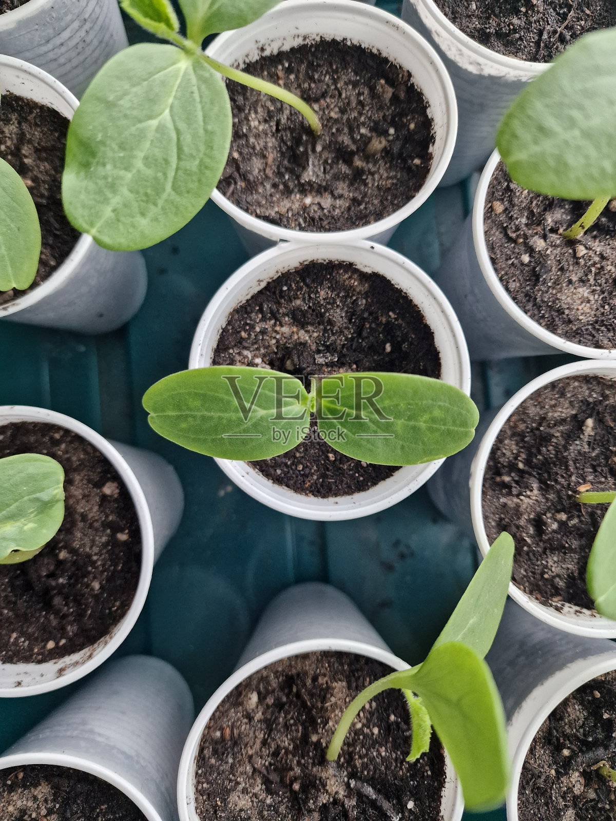 窗台上有泥土的杯子里的新黄瓜幼苗的俯视图照片摄影图片