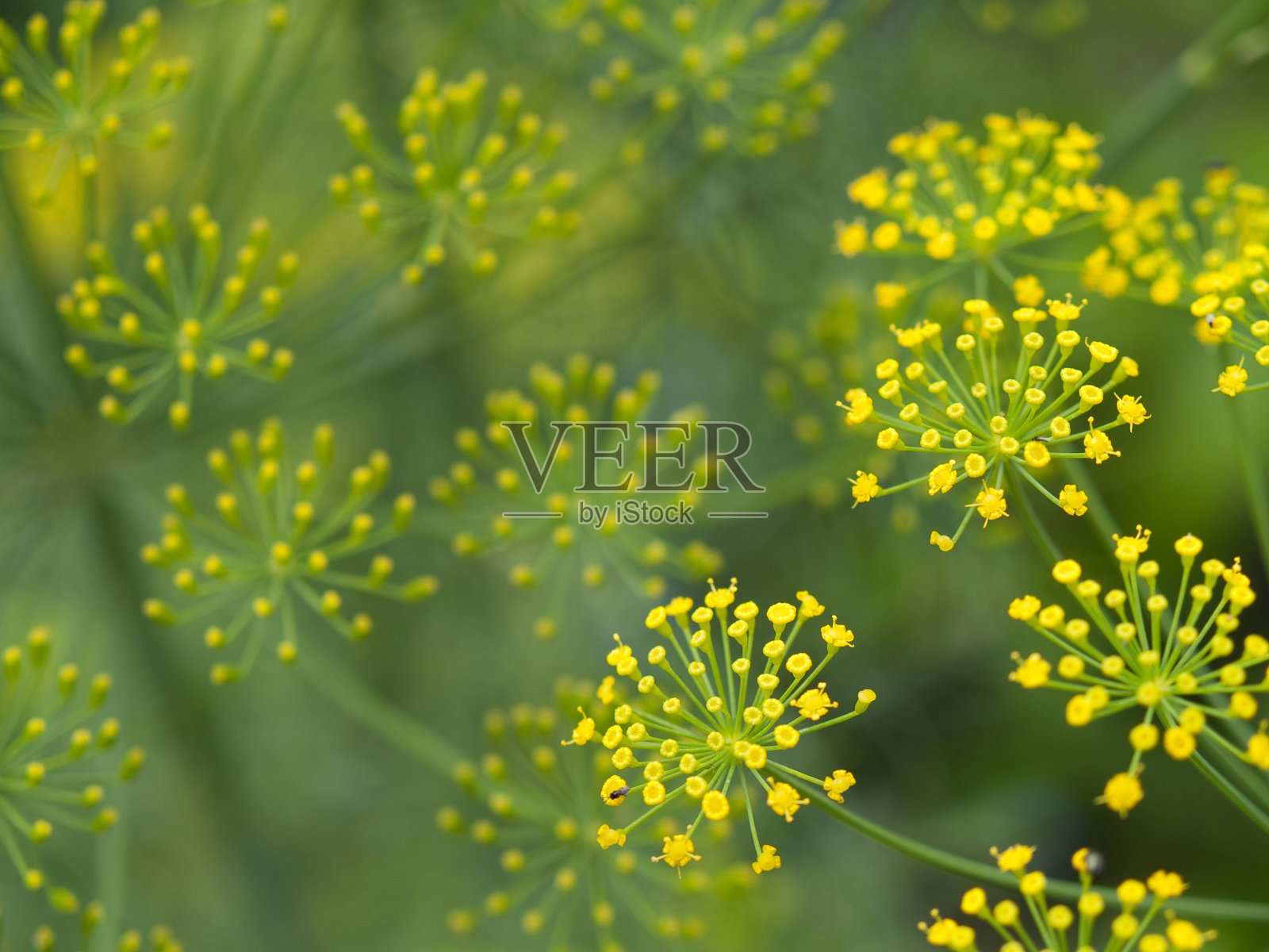 黄色莳萝花在绿色田野上的特写照片摄影图片