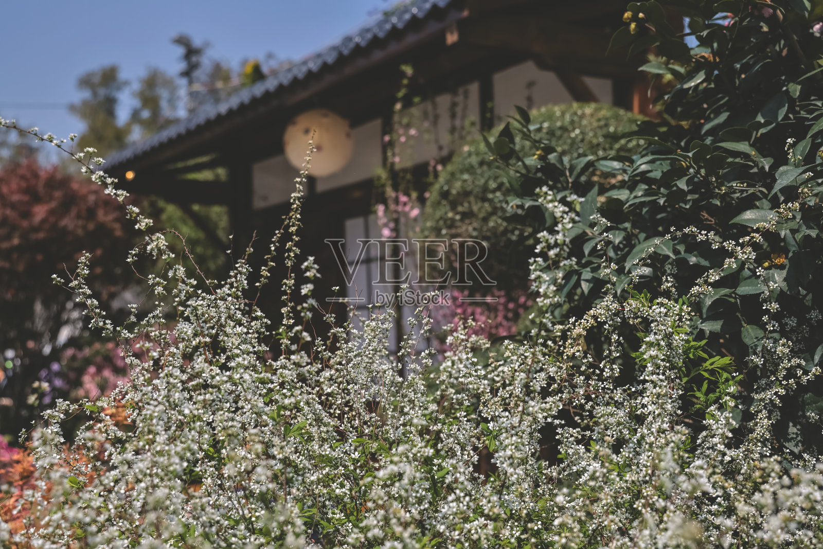 a春天的prunifolia绣线菊。照片摄影图片