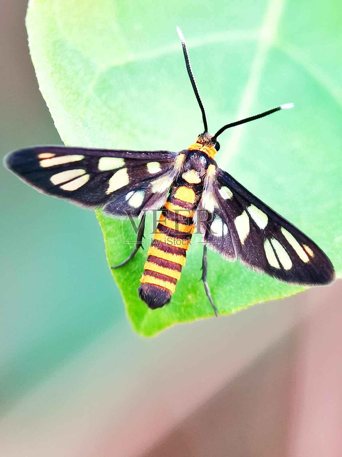 在绿色模糊的背景上对一片绿色叶子的选择性聚焦。鸟瞰图照片摄影图片