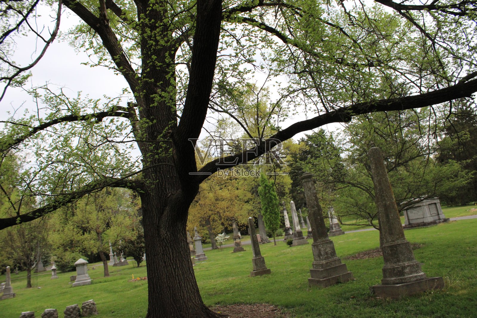 墓地里的树照片摄影图片