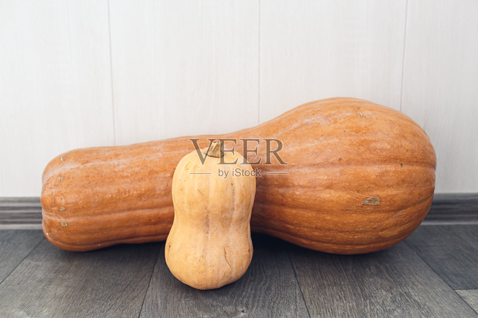 大大小小的南瓜。收获季节概念。照片摄影图片