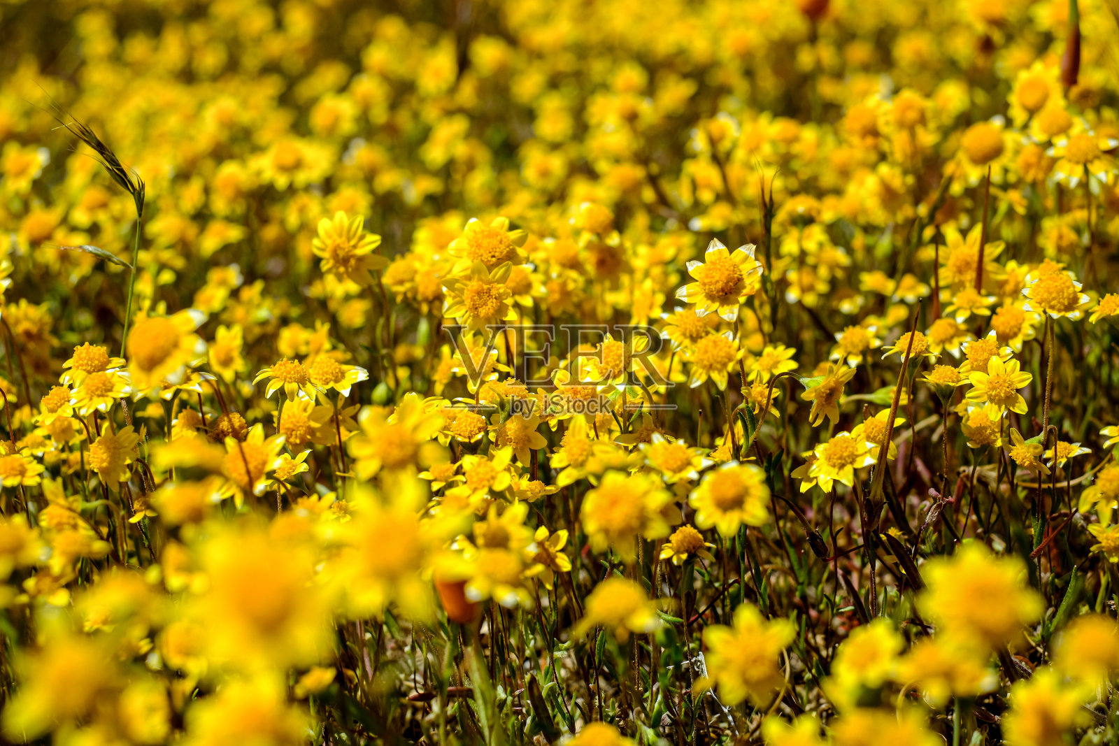 春天里盛开的小花。美丽的花朵背景。照片摄影图片
