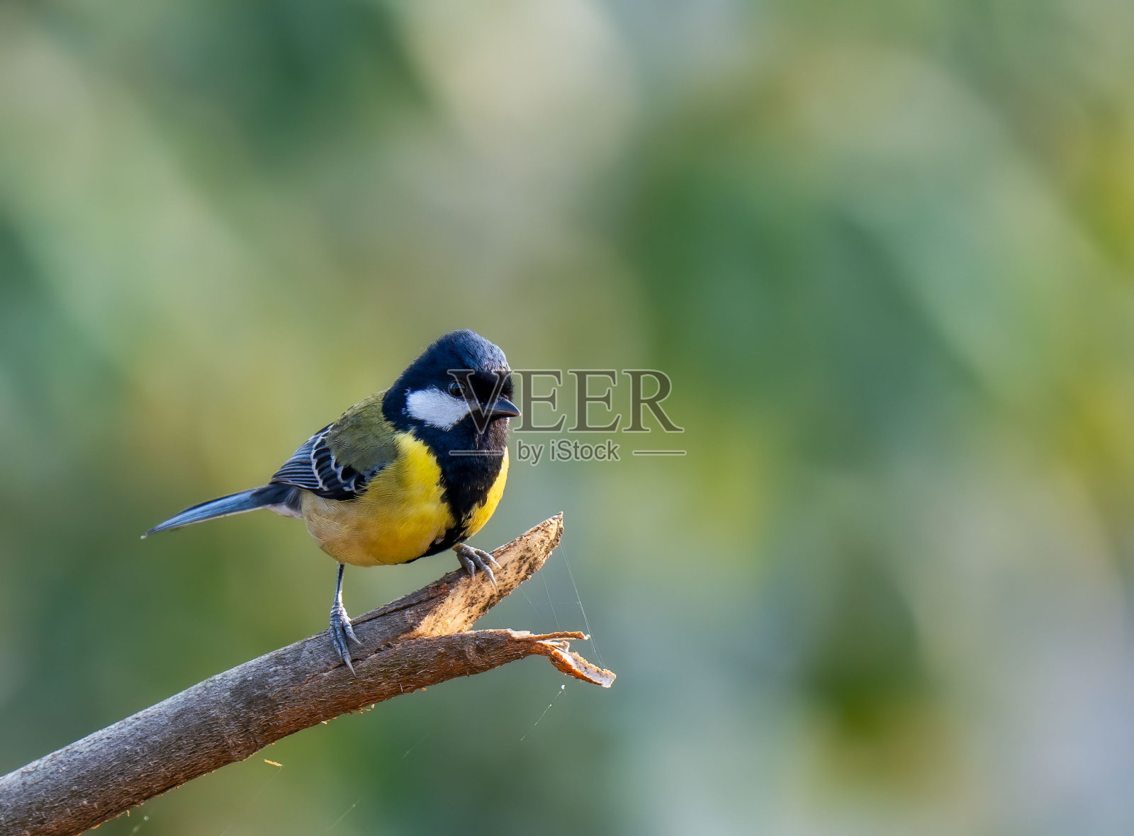 绿背山雀栖息在树枝上。照片摄影图片
