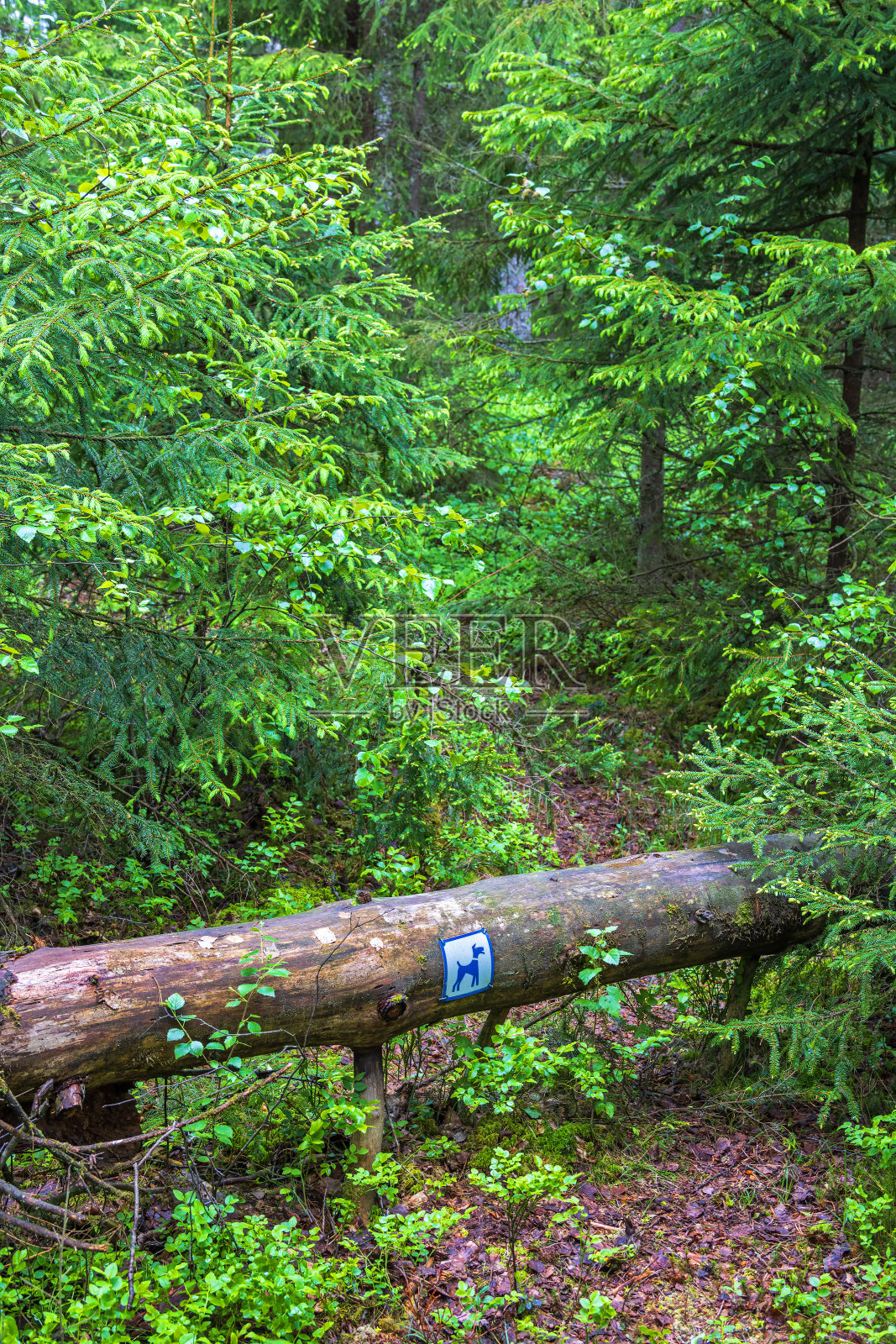 森林里有一条狗狗专用的小路照片摄影图片
