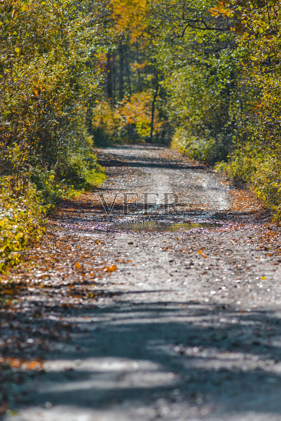 老森林郊区道路,在干燥的棕色树木和草地上,在秋天与波尔斯耶自然度假胜地的季节景色相衬照片摄影图片