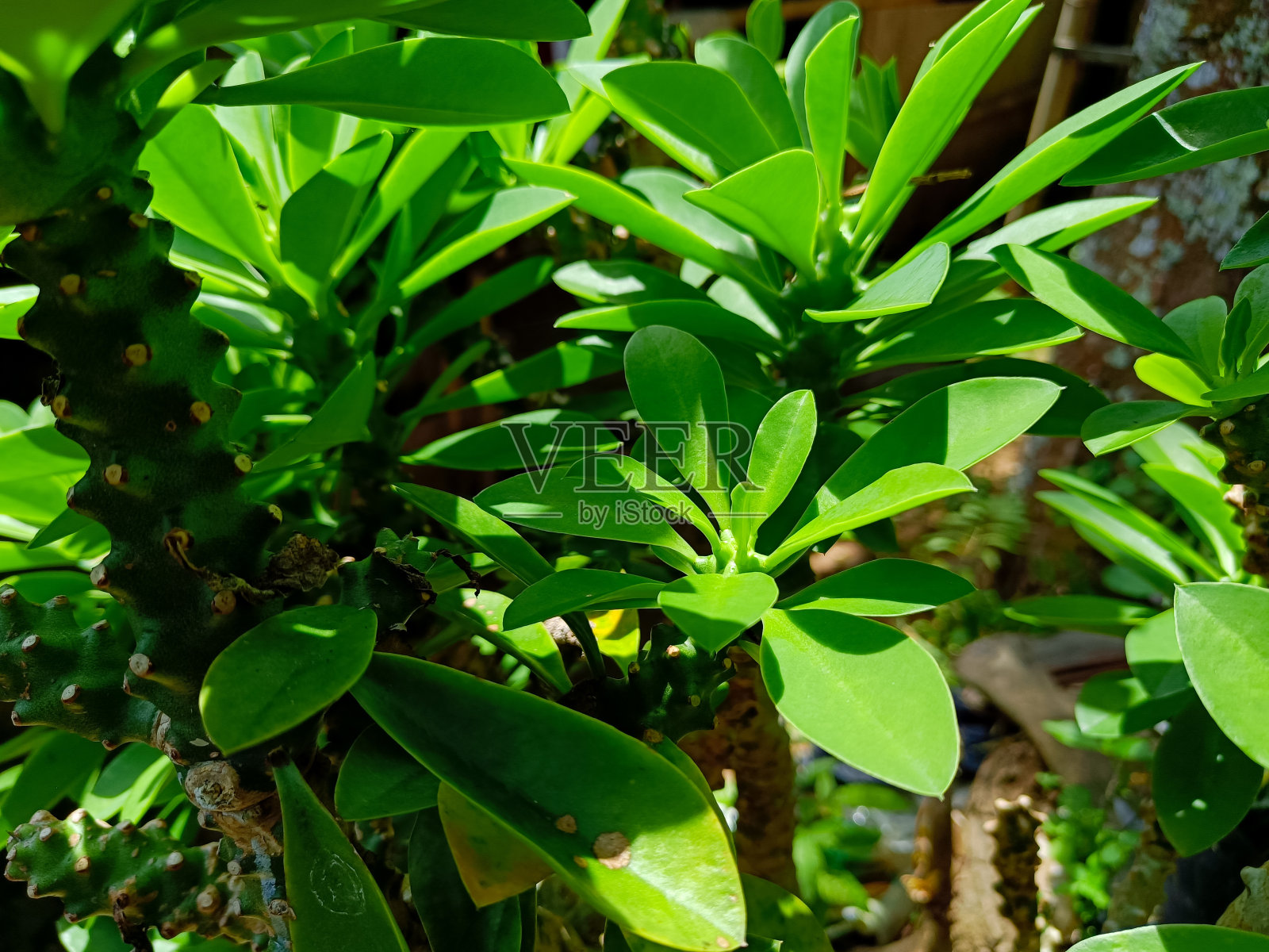 大戟小麦照片摄影图片