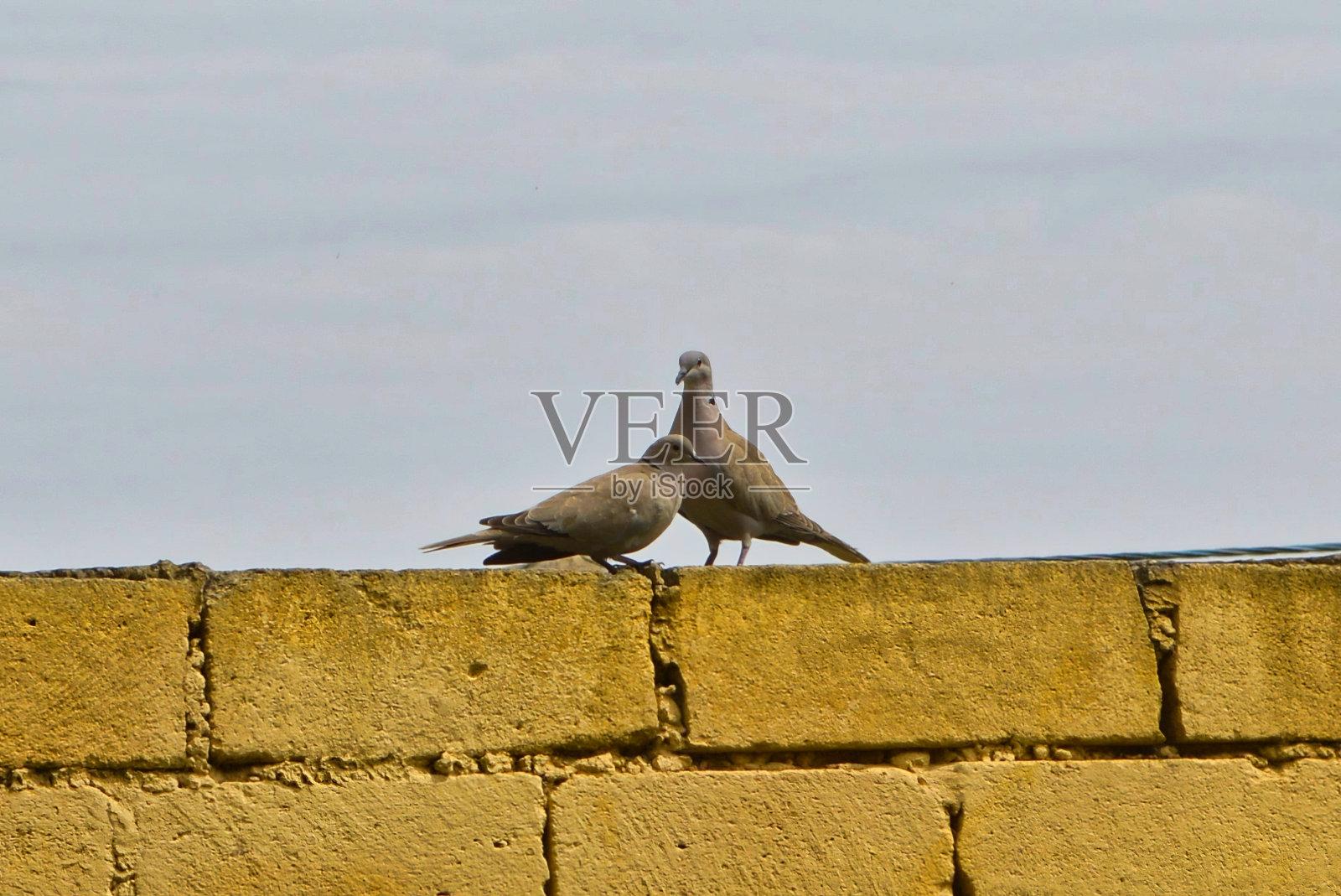 两只鸟照片摄影图片