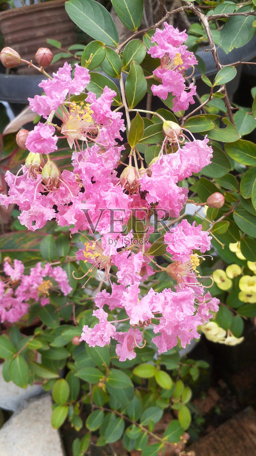 本地樱花(Bungur Micro)照片摄影图片