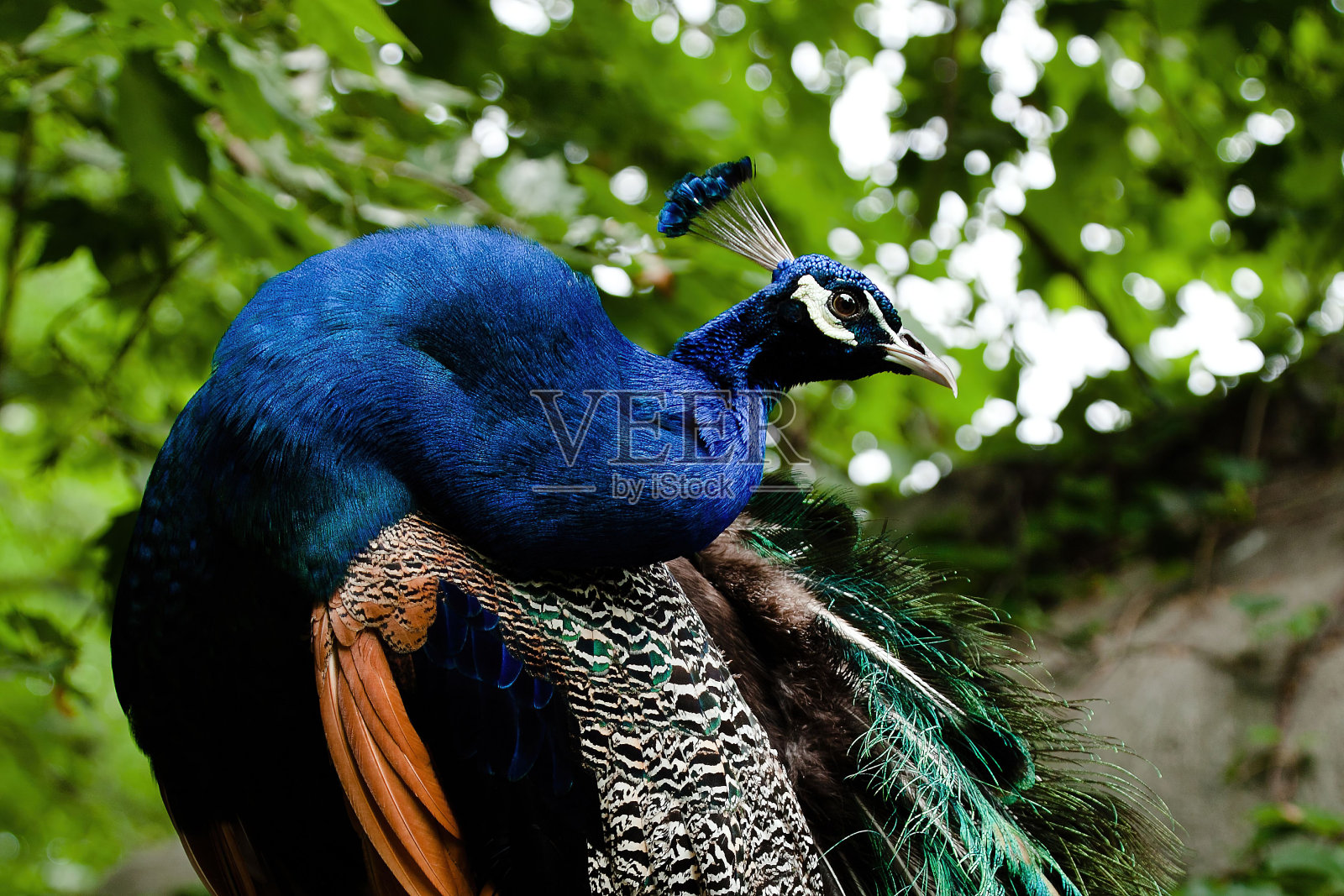 动物园里美丽的孔雀展示着它多彩的羽毛。中国照片摄影图片