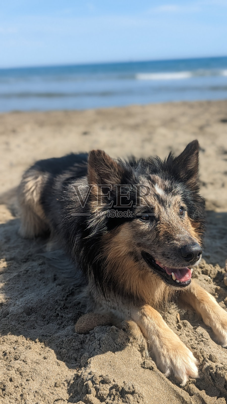 海滩上的狗照片摄影图片