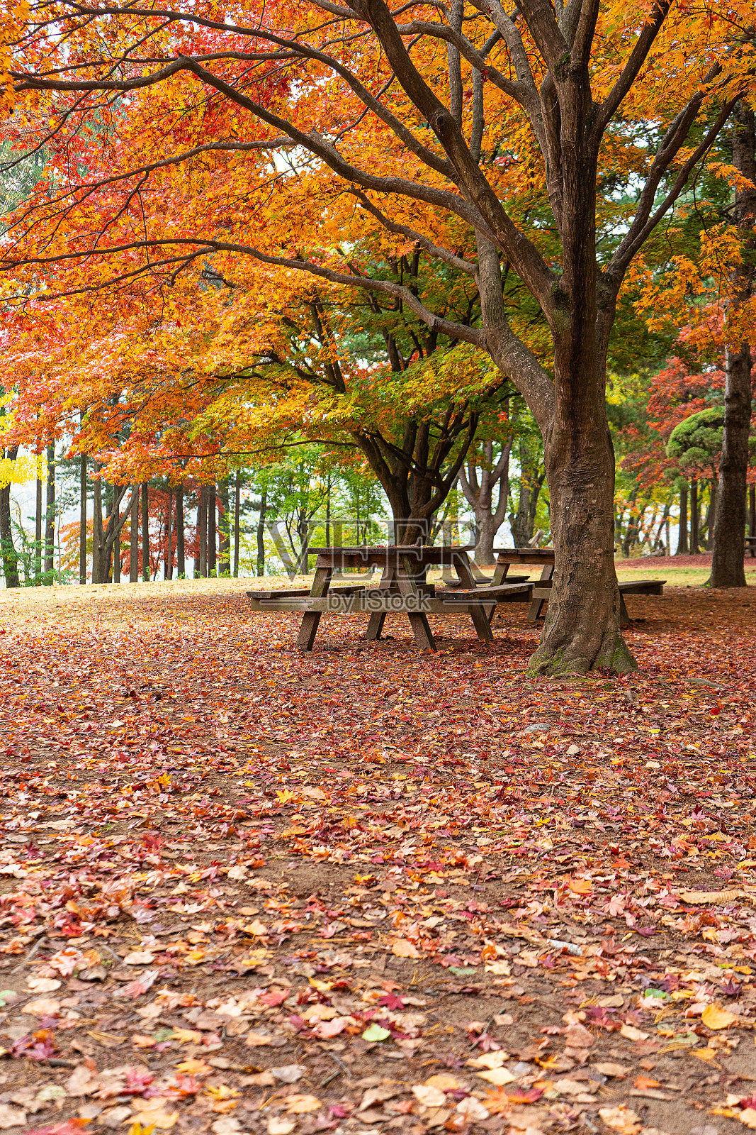秋天的风景照片摄影图片