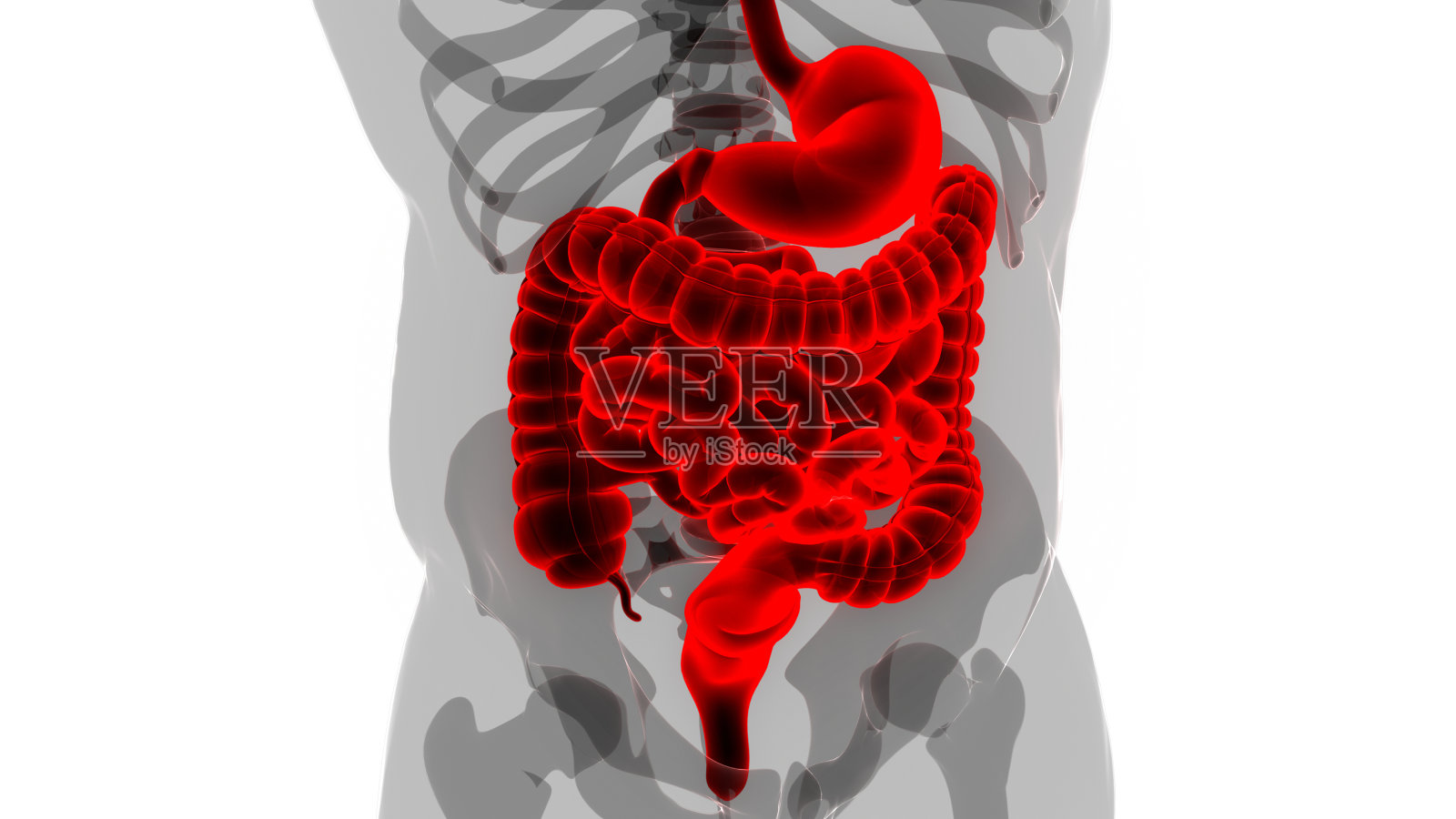 人体消化系统解剖照片摄影图片