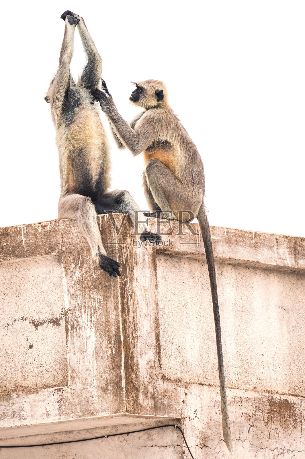 两只银灰色的叶猴在建筑物的屋顶上玩耍照片摄影图片