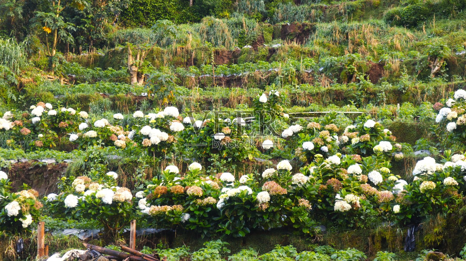 印度尼西亚Dieng的花照片摄影图片