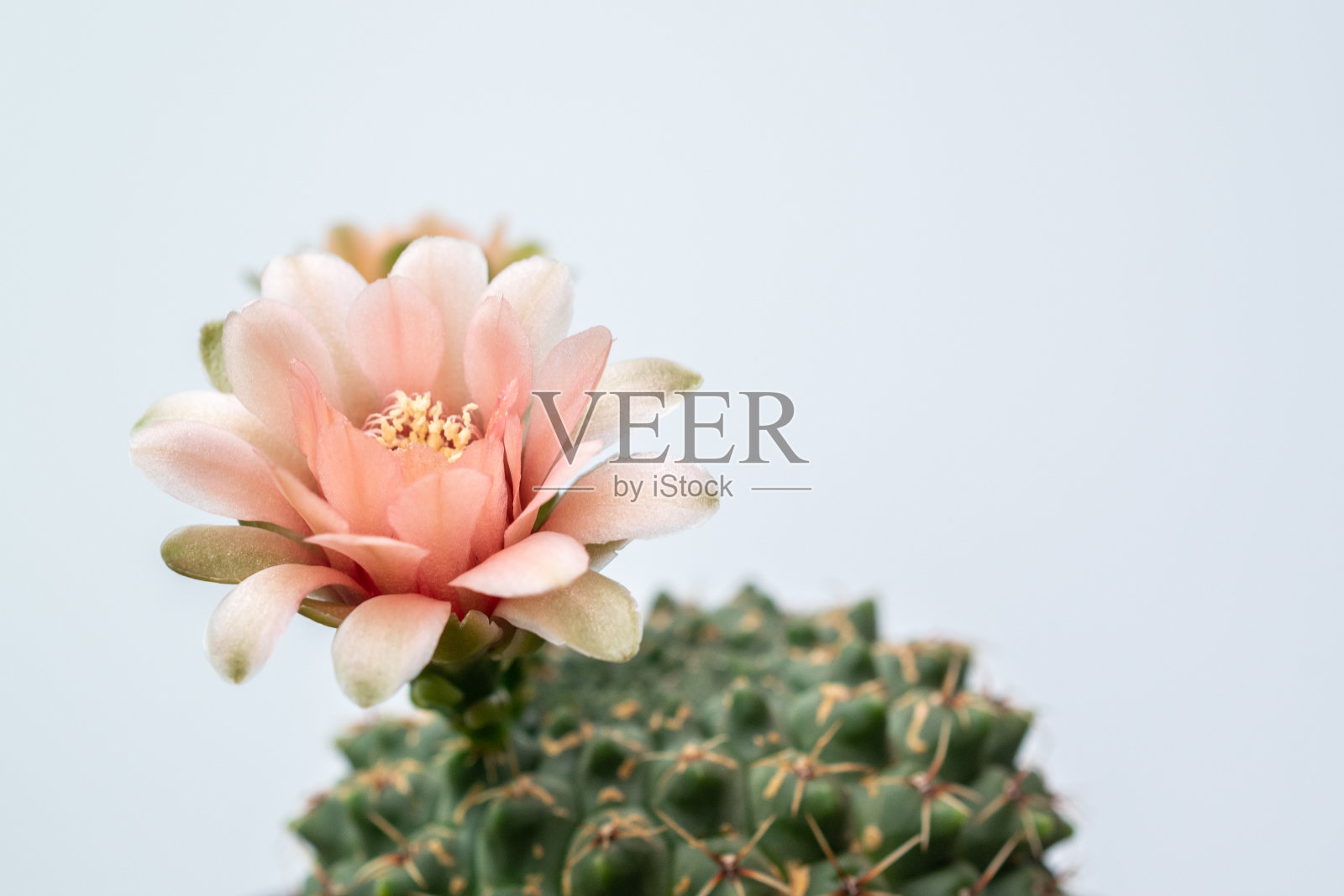 在孤立背景上开花的仙人掌。照片摄影图片