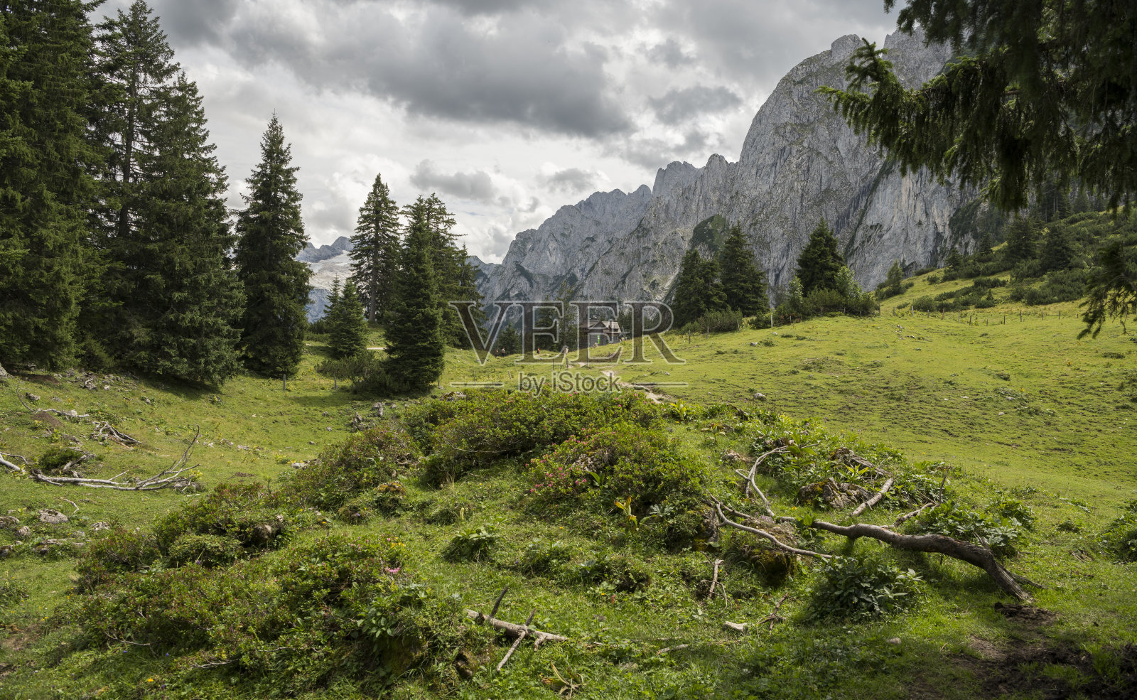 美丽的高山景观,有小灌木丛、草地和松树。背景中的山脉。背景是Gablonzer Hütte山上的小屋。奥地利,夏天,小径,徒步旅行照片摄影图片