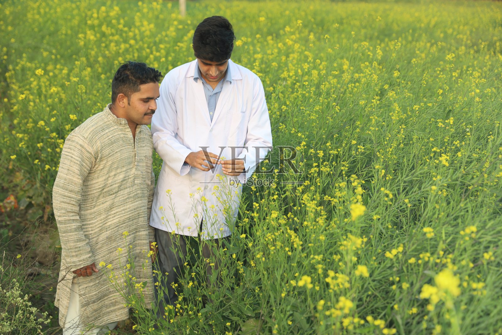 医生检测和检验农作物的品质,以提高农业效益。照片摄影图片