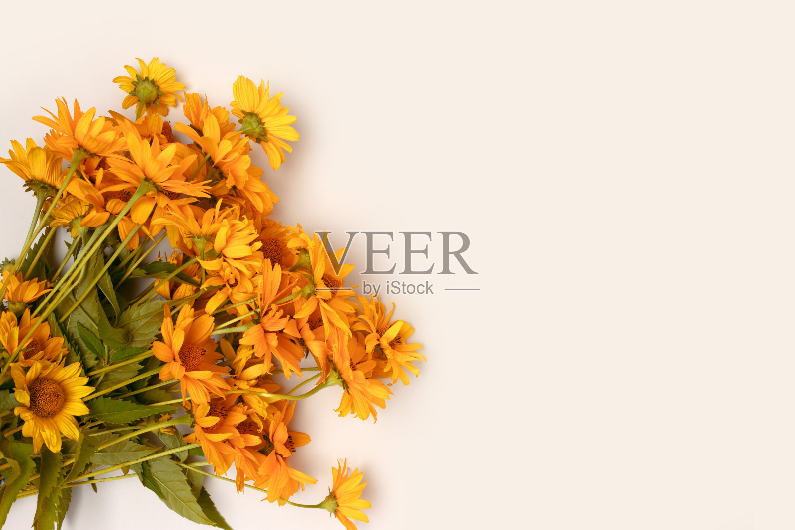 一束山金车花。天然的成分。照片摄影图片