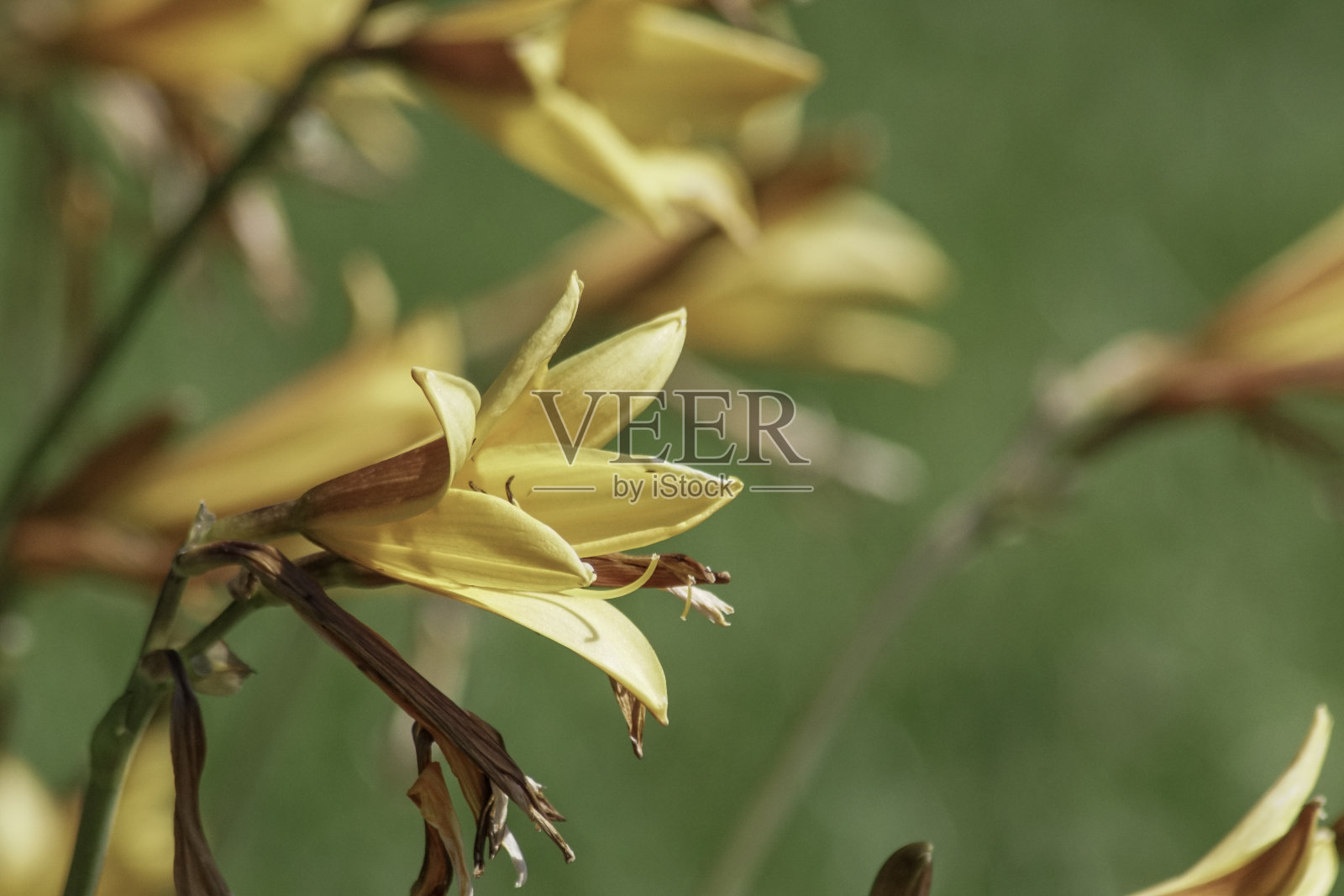 黄色开花植物在绿色背景下的特写照片摄影图片