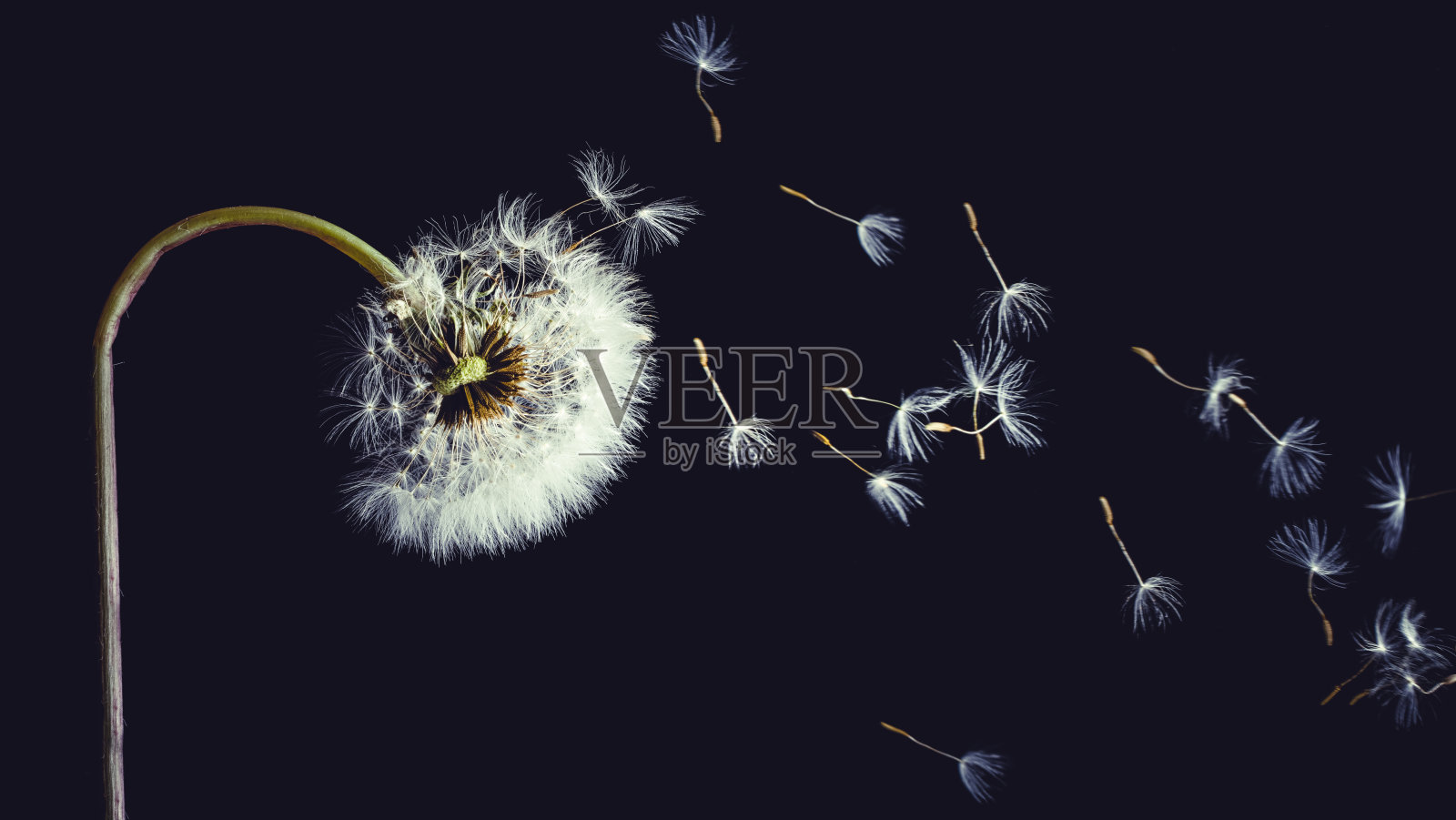 黑色背景上毛茸茸的蒲公英照片摄影图片