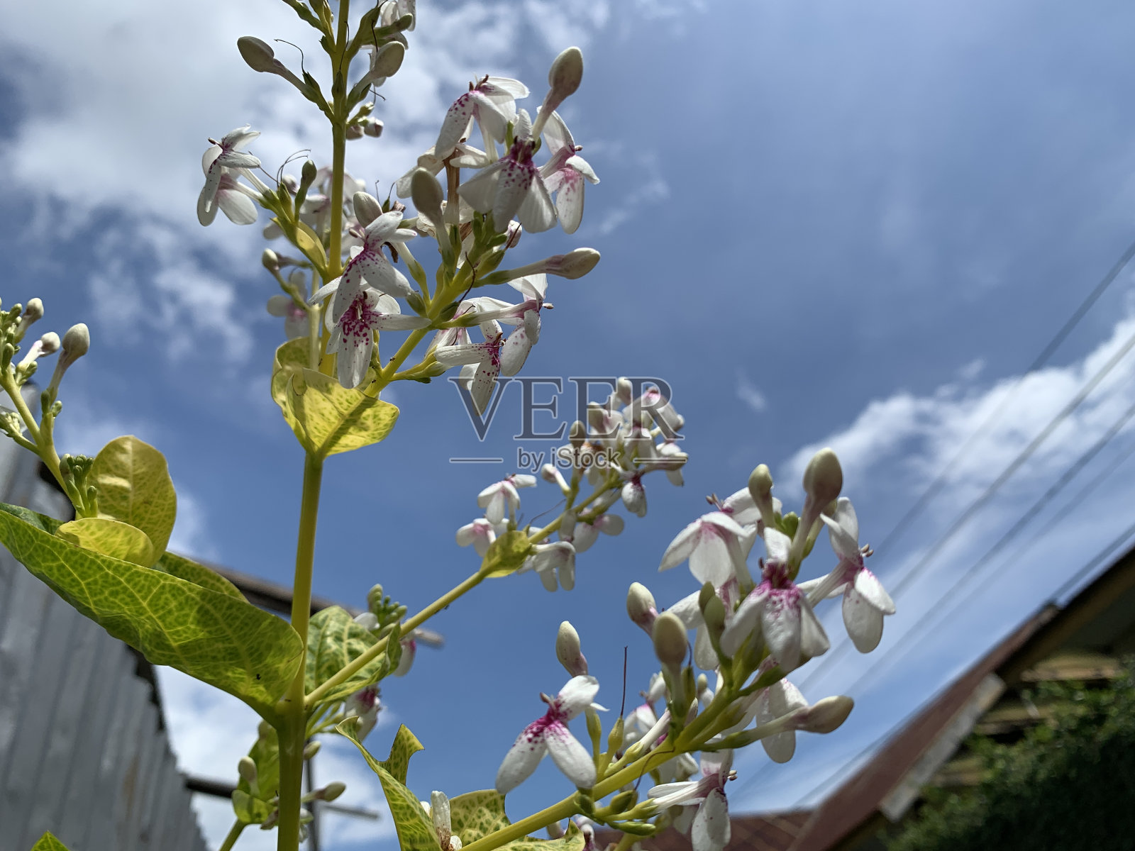 在蓝云的背景下,菊花是如此美丽照片摄影图片