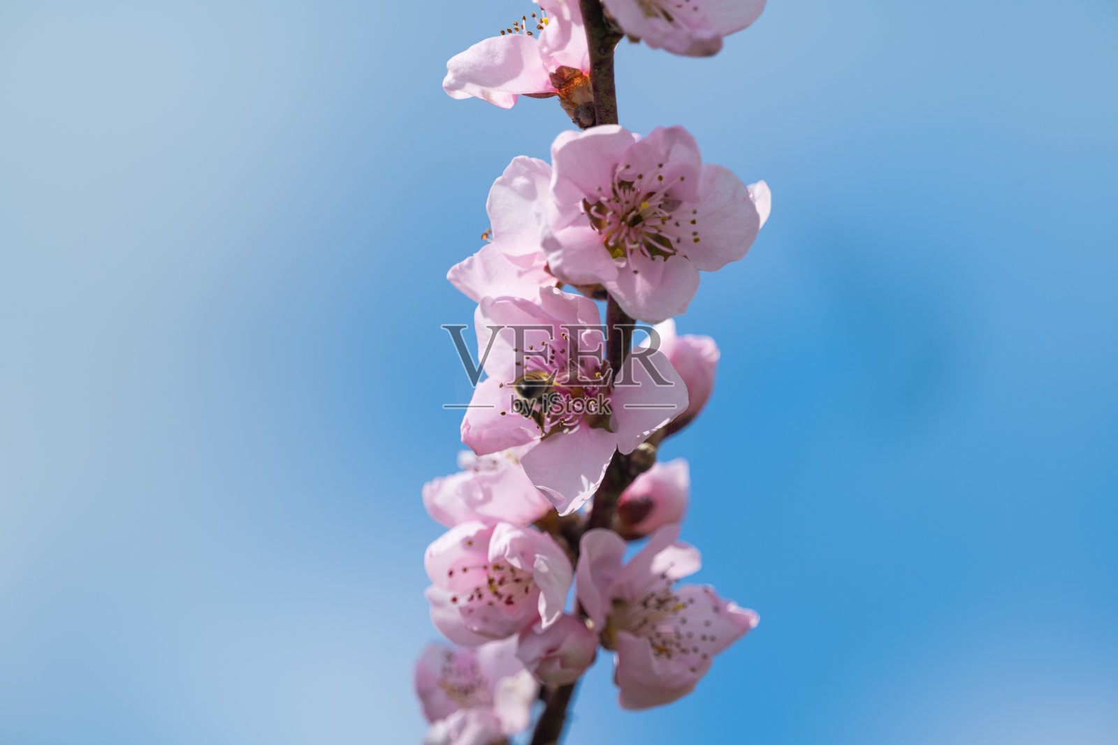 在一个阳光明媚的日子里,树上的樱花照片摄影图片