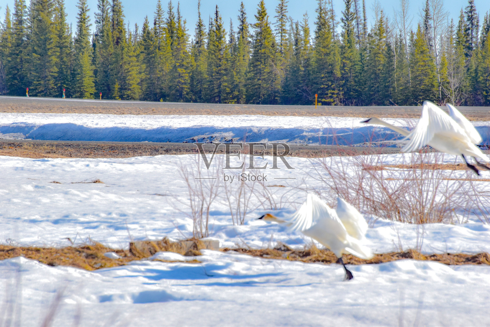 迁徙回阿拉斯加内陆的鸭子照片摄影图片