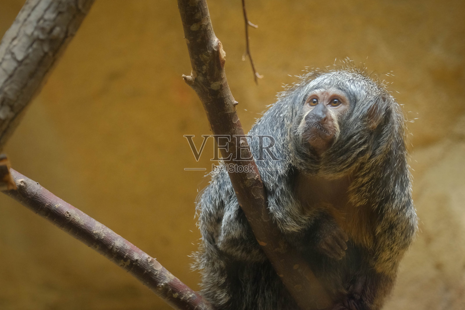 雌性白面僧面猴(Pithecia Pithecia)专注地看着照片摄影图片