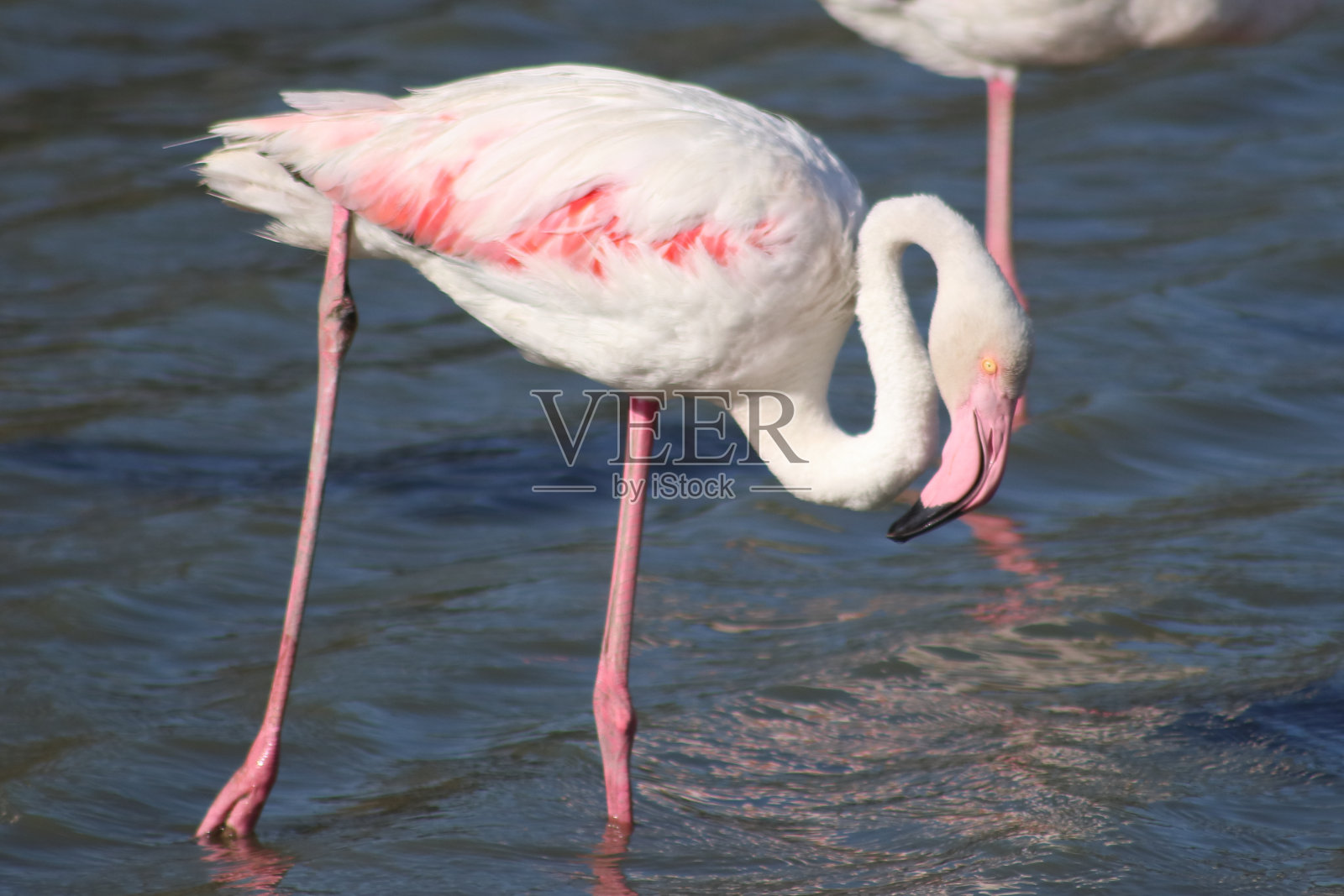 卡马格的fenicotteri照片摄影图片