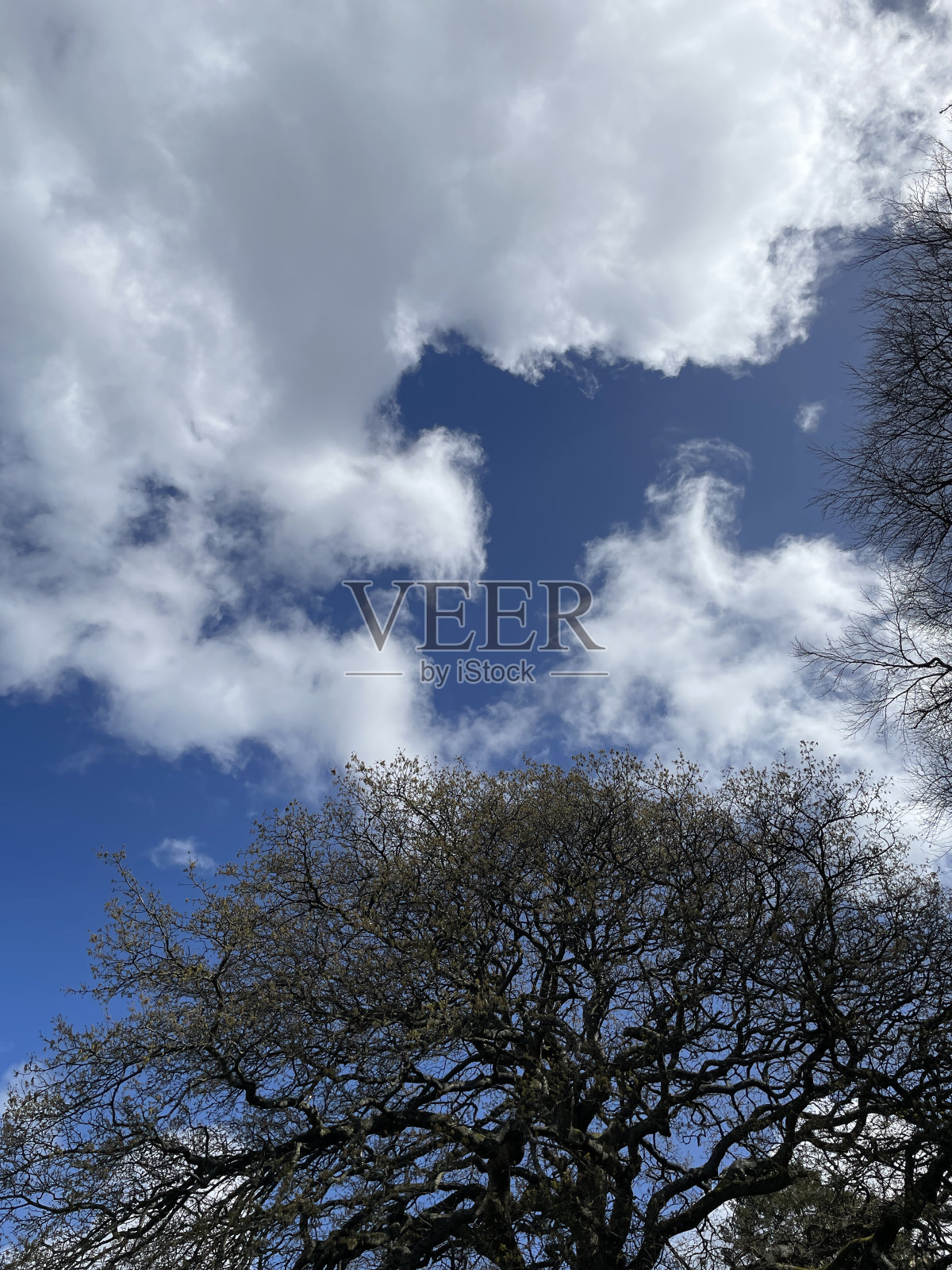 土耳其橡木冠照片摄影图片