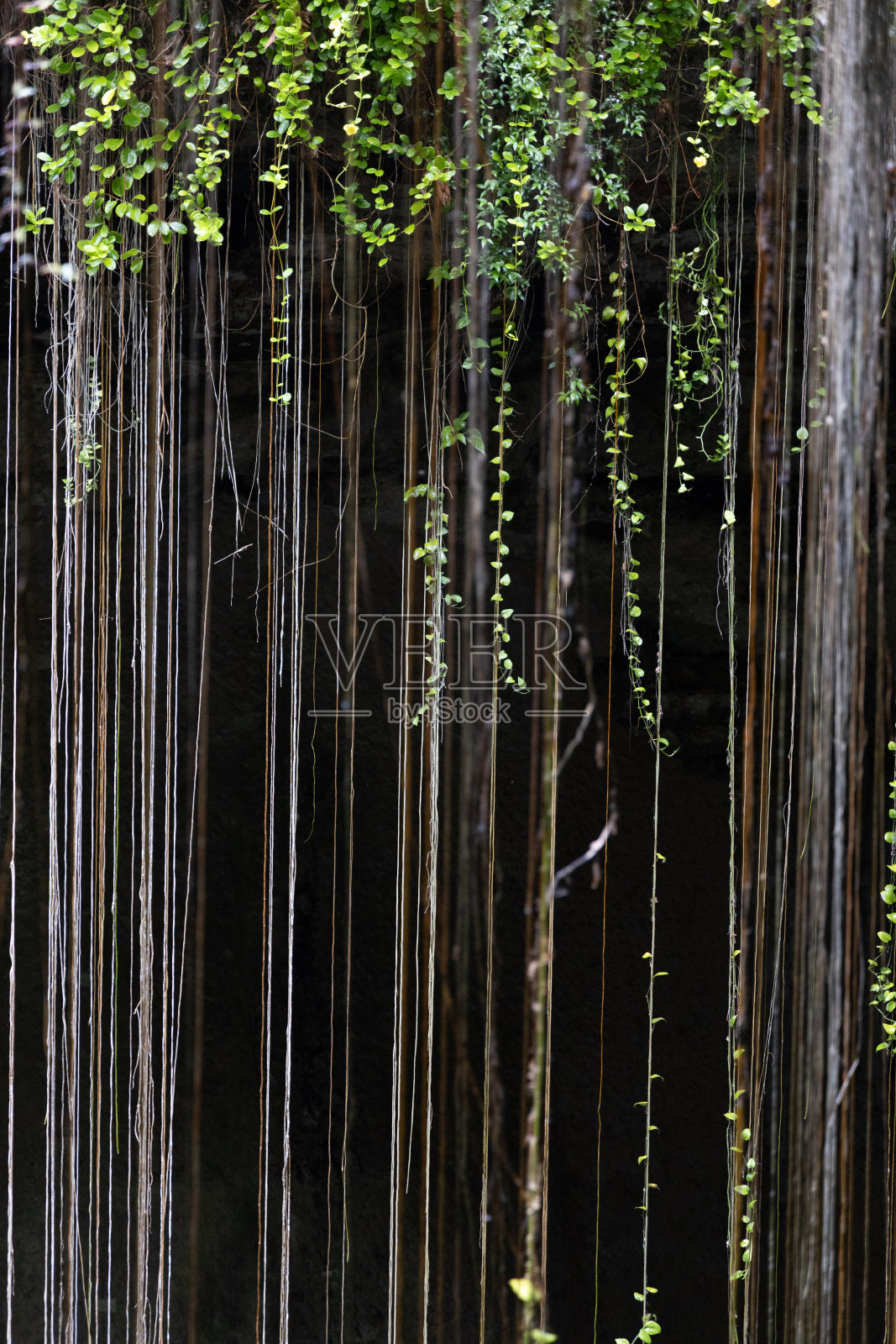 墨西哥热带地区的植被照片摄影图片