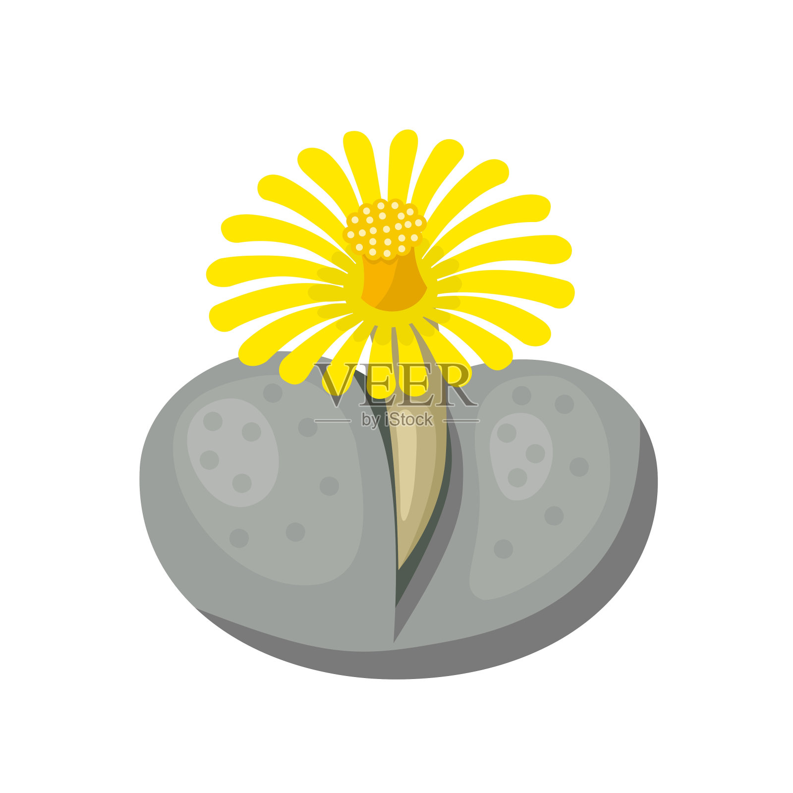 Lithops插画图片素材