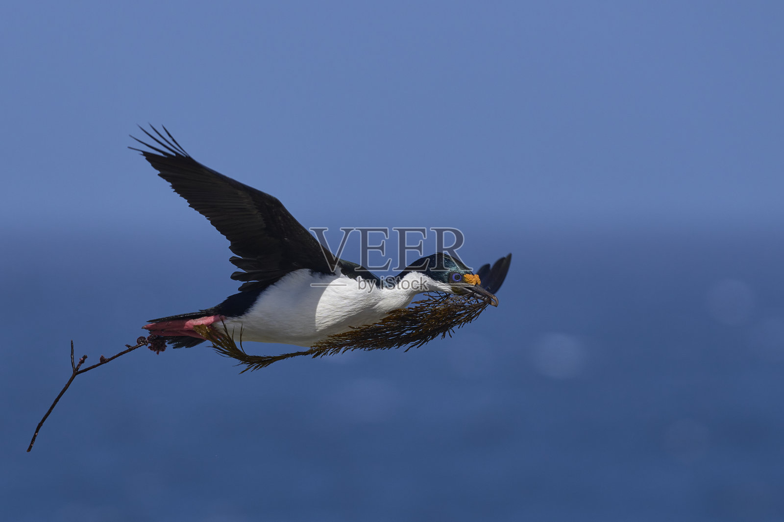 搬运筑巢材料的皇家毛毡照片摄影图片