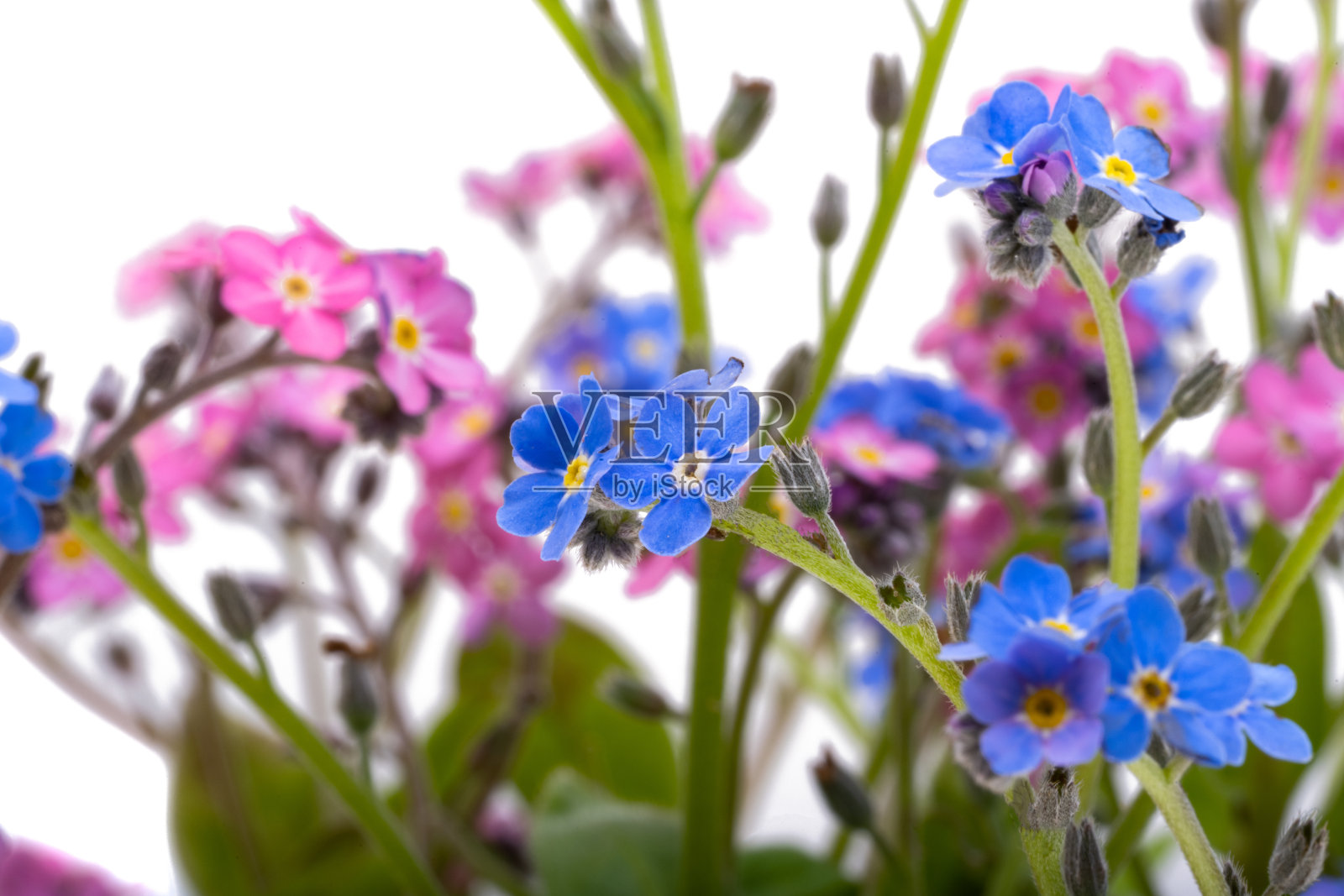 勿忘我孤立照片摄影图片